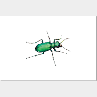 Six-spotted Tiger Beetle Posters and Art